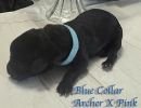 archerxpinkbluecollar10 1 130 100 80 c