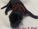 archerxpinkredcollar10 1 130 100 80 c