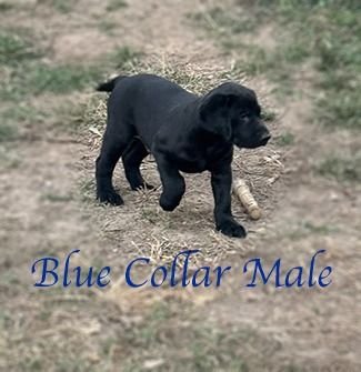 artisan11 15bluecollar1sm