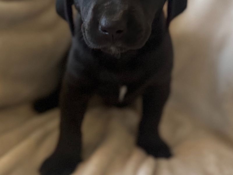 artisan11 2redcollar1lg