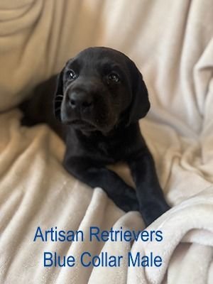 artisan11bluecollar2sm