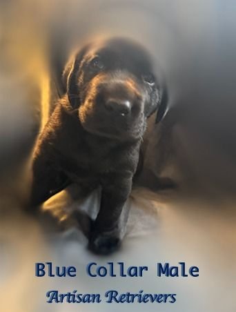 bluecollarmale10 24 25 sm