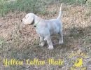 l62 23yellowcollar82 23  
