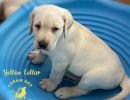 l62 23yellowcollaralarge7 23 23  