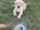 9bluecollarasmall