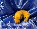 bnsbluecollarmale1 26small