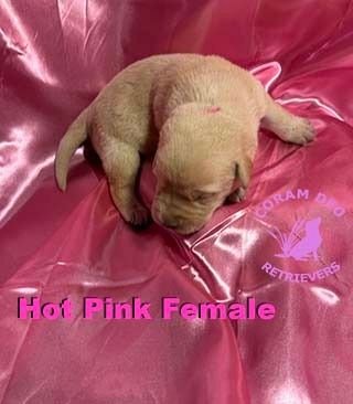 bnshotpinkfemale1 26 24small  