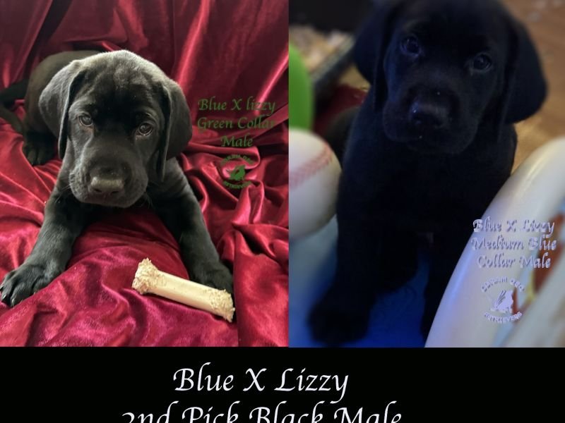 cdrbluexlizzy6 24ndpickblackmale