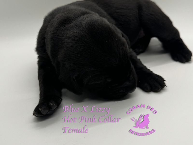cdrbluexlizzyhotpinkfemale58 24