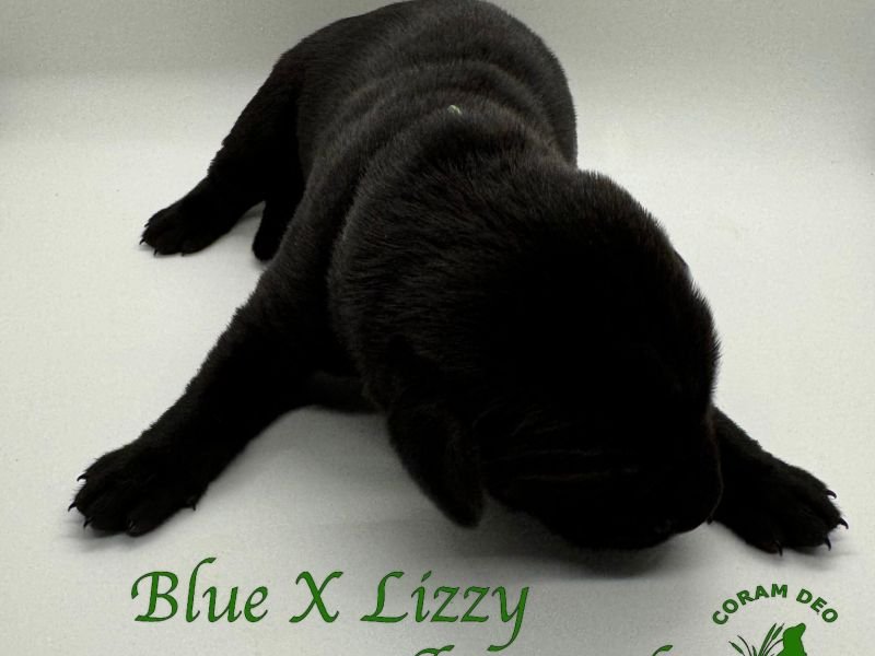 cdrbluexlizzzygreencollar518