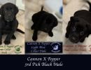cdrcannonxpepper6 28rdpickblackmale