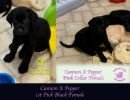 cdrcannonxpepper6 29stpickblackfemale