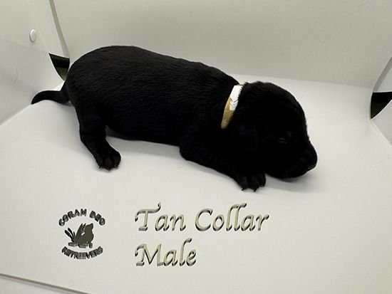 mallaradxrose3 8tancollarmale