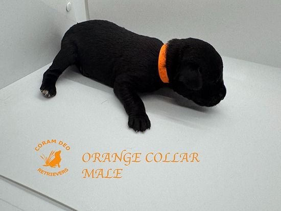 mallardxrose3 8orangecollarmale1