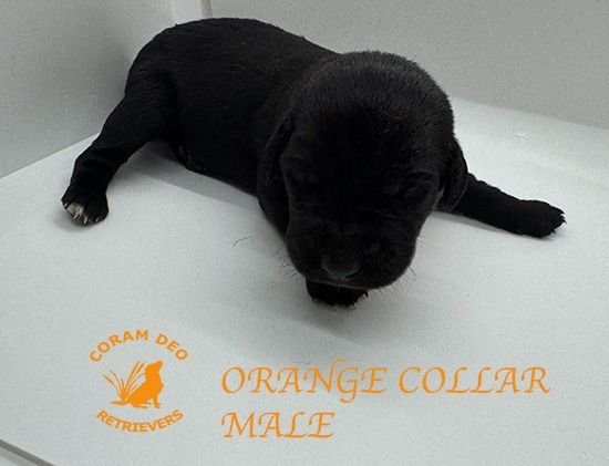 mallardxrose3 8orangecollarmale2