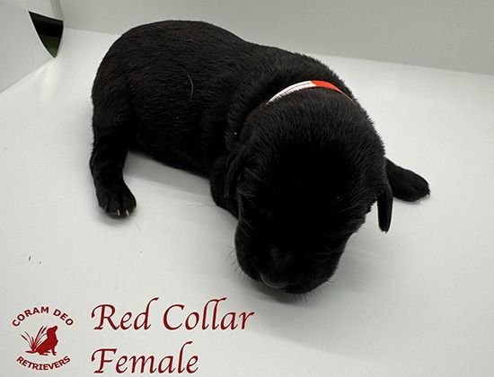 mallardxrose3 8redcollarfemale1