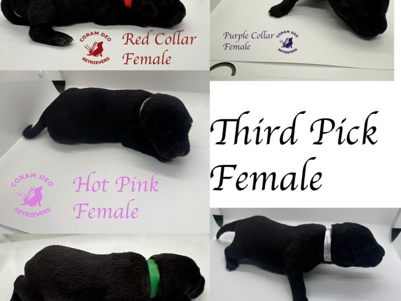 mallardxrose3 8thirdpickfemale