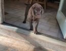 dixie lavender4