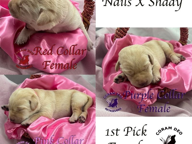 cdr1stpickfemale5 30