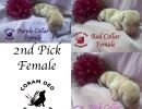 cdrnailsxshady666secondpickfemalesm