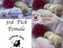 cdrnailsxshady6thirdpickfemale2 sm sq