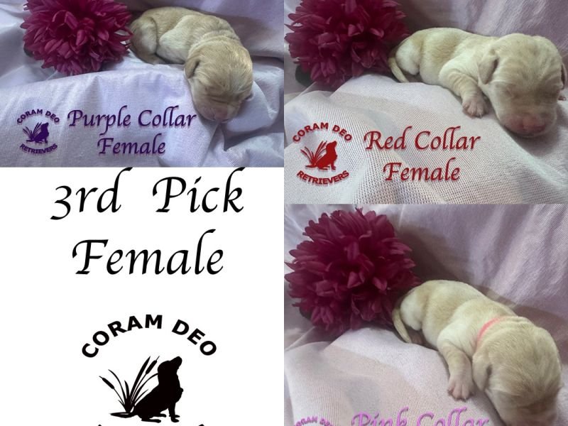 cdrnailsxshady6thirdpickfemale2 sm sq