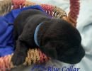 cdrnailsxshadybluecollarmale5 30