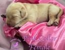 cdrnailsxshadypinkcollarfemale5 30
