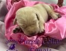 cdrnailsxshadypurplrcollarfemale5 30