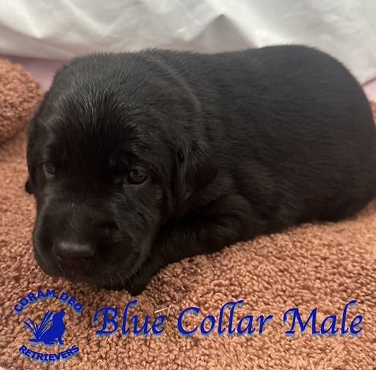 cdrnailsxshadyy6 13bluecollarmale