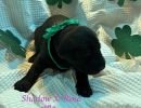 shadowxrose3 14pinkcollarfemale2