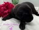 shadowxrose3 8pinkcollarfemale2